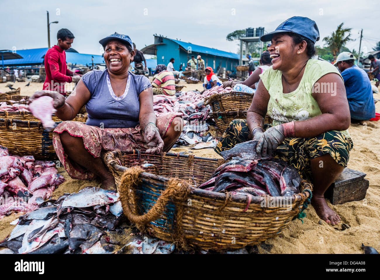 Negombo mercato del pesce (Lellama mercato del pesce), donne eviscerazione pesce, Negombo, sulla costa occidentale dello Sri Lanka, in Asia Foto Stock