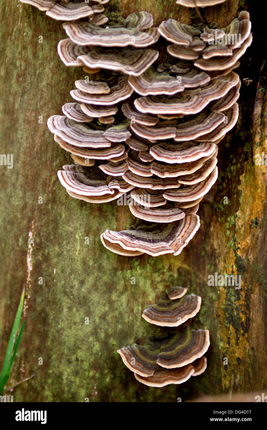 I funghi selvatici sul tronco di albero Foto Stock
