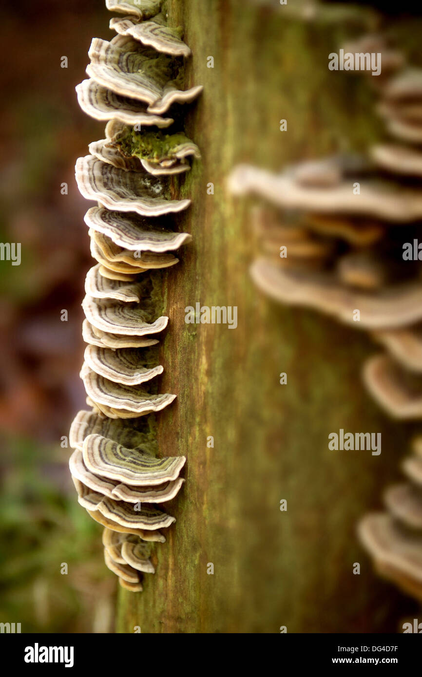 I funghi selvatici sul tronco di albero Foto Stock