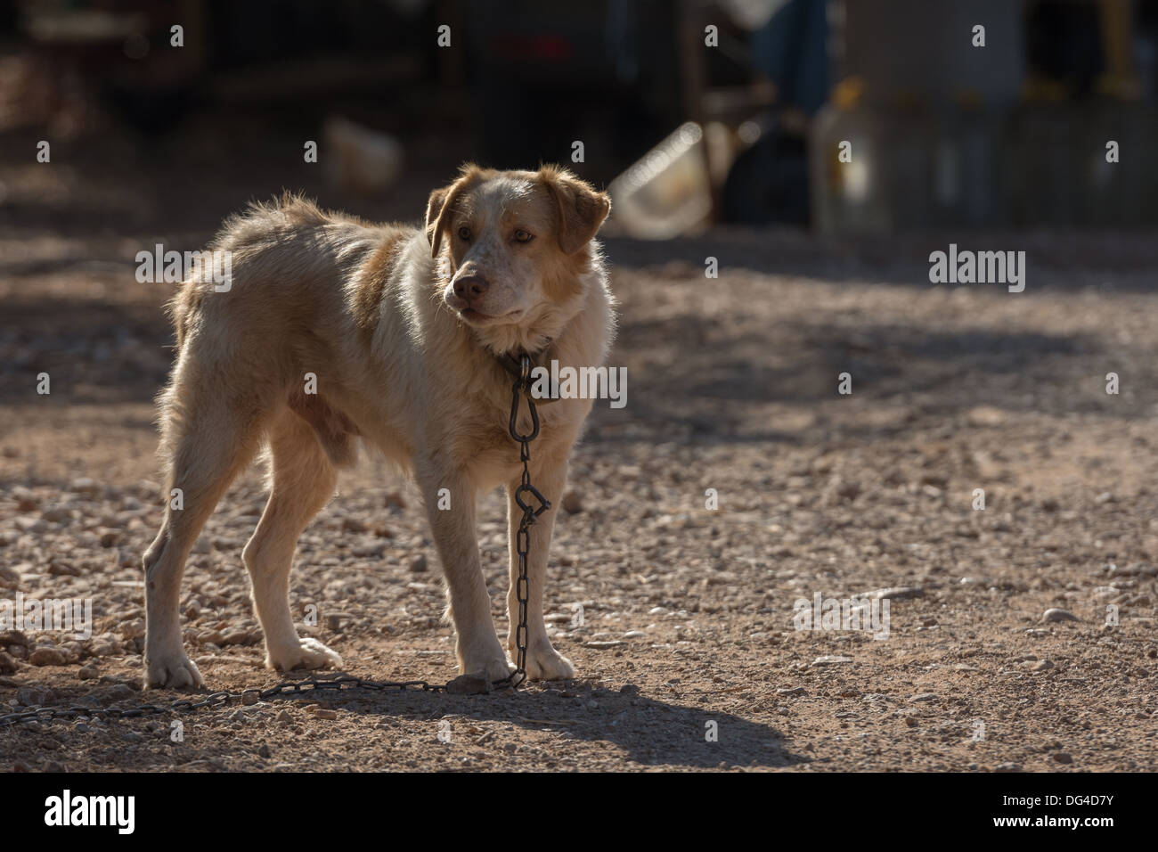 Grande maschio cane incatenato Foto Stock
