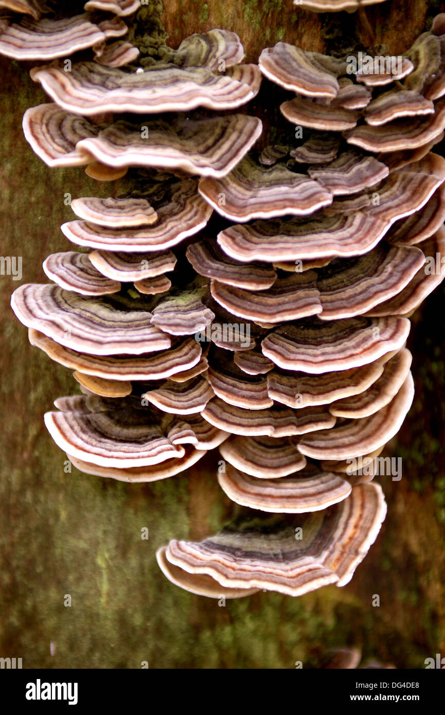 I funghi selvatici sul tronco di albero Foto Stock
