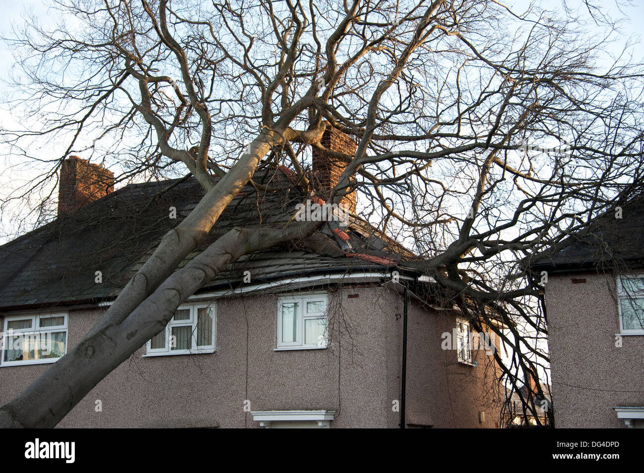 Enorme Grande Albero caduto si è schiantato a casa in tempesta di danneggiare gravemente sul tetto Foto Stock