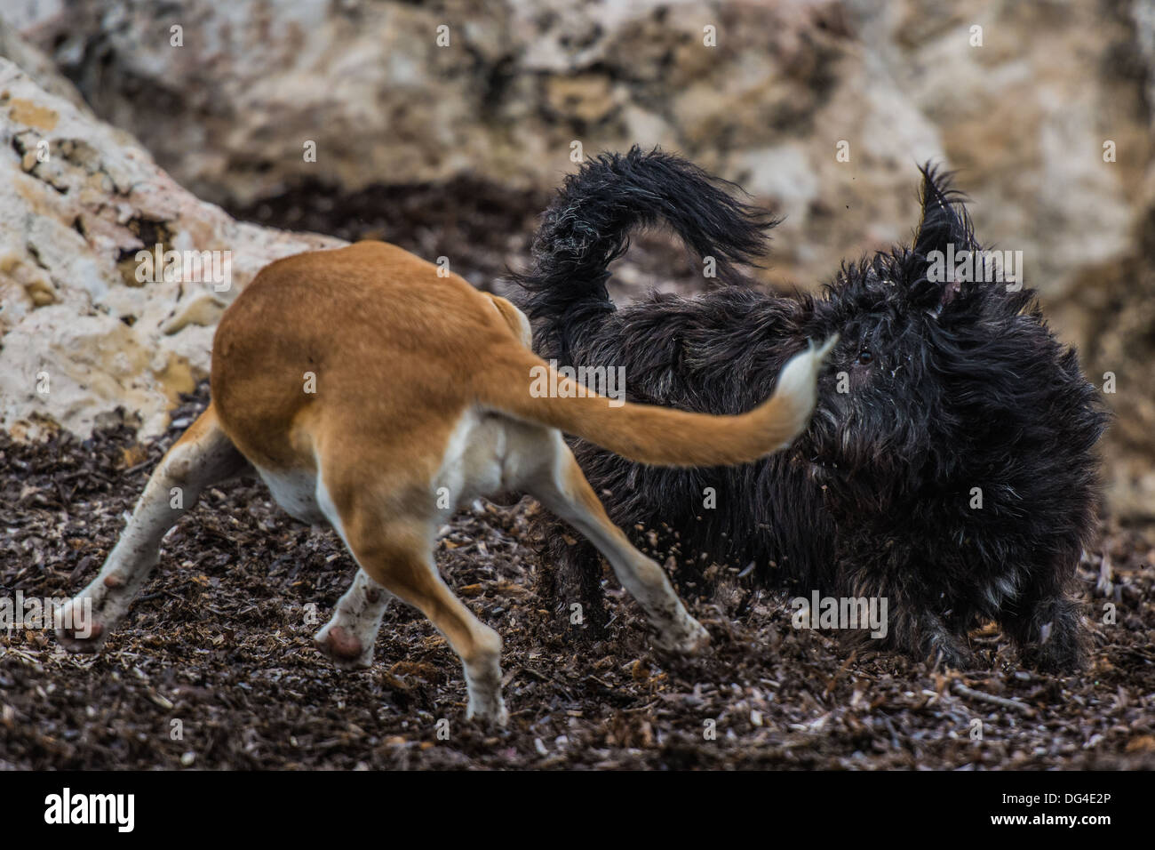 Due cani giocare combattimenti sulla spiaggia Foto Stock