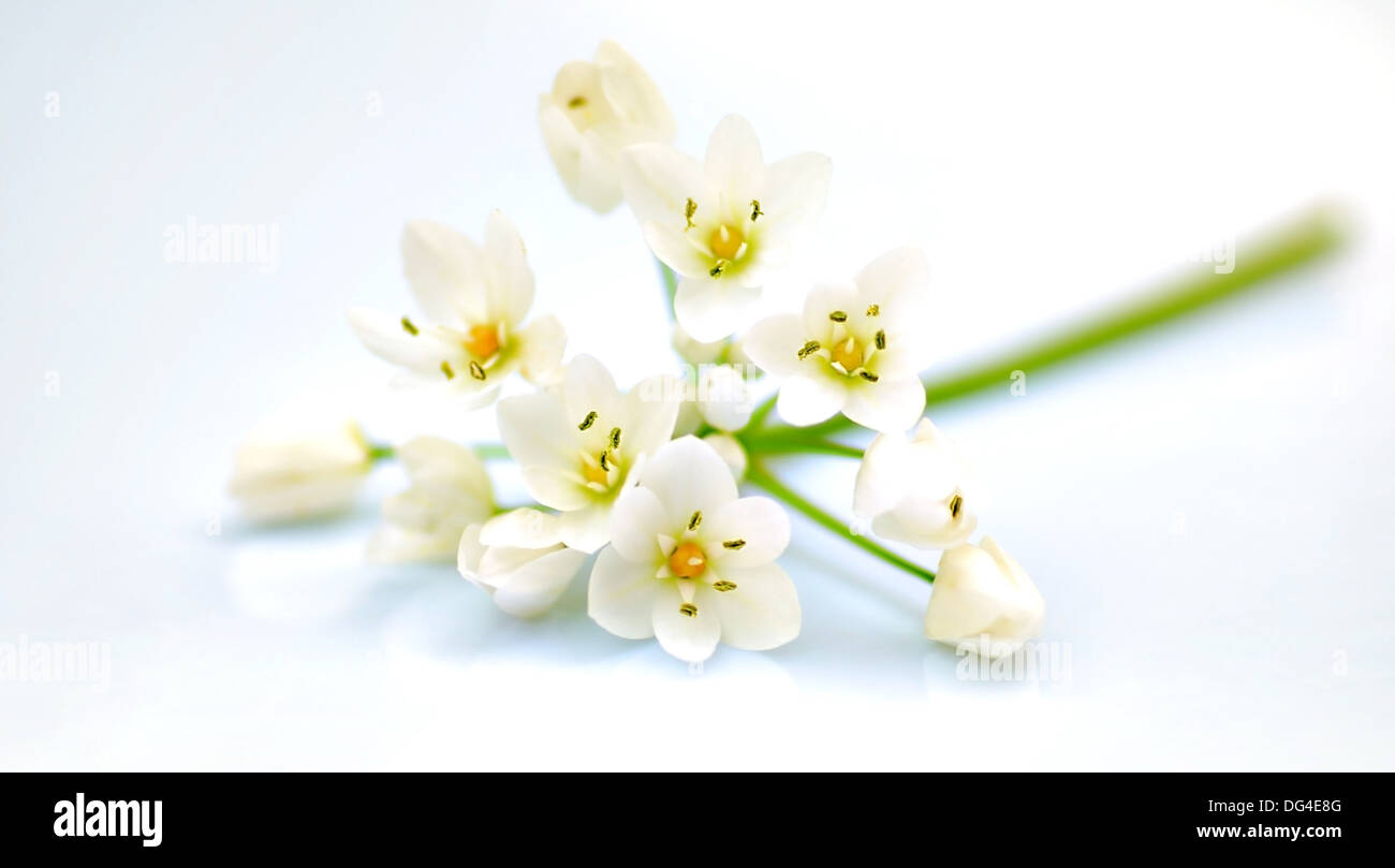 Bianco freschi fiori di primavera isolato, il fuoco selettivo Foto Stock