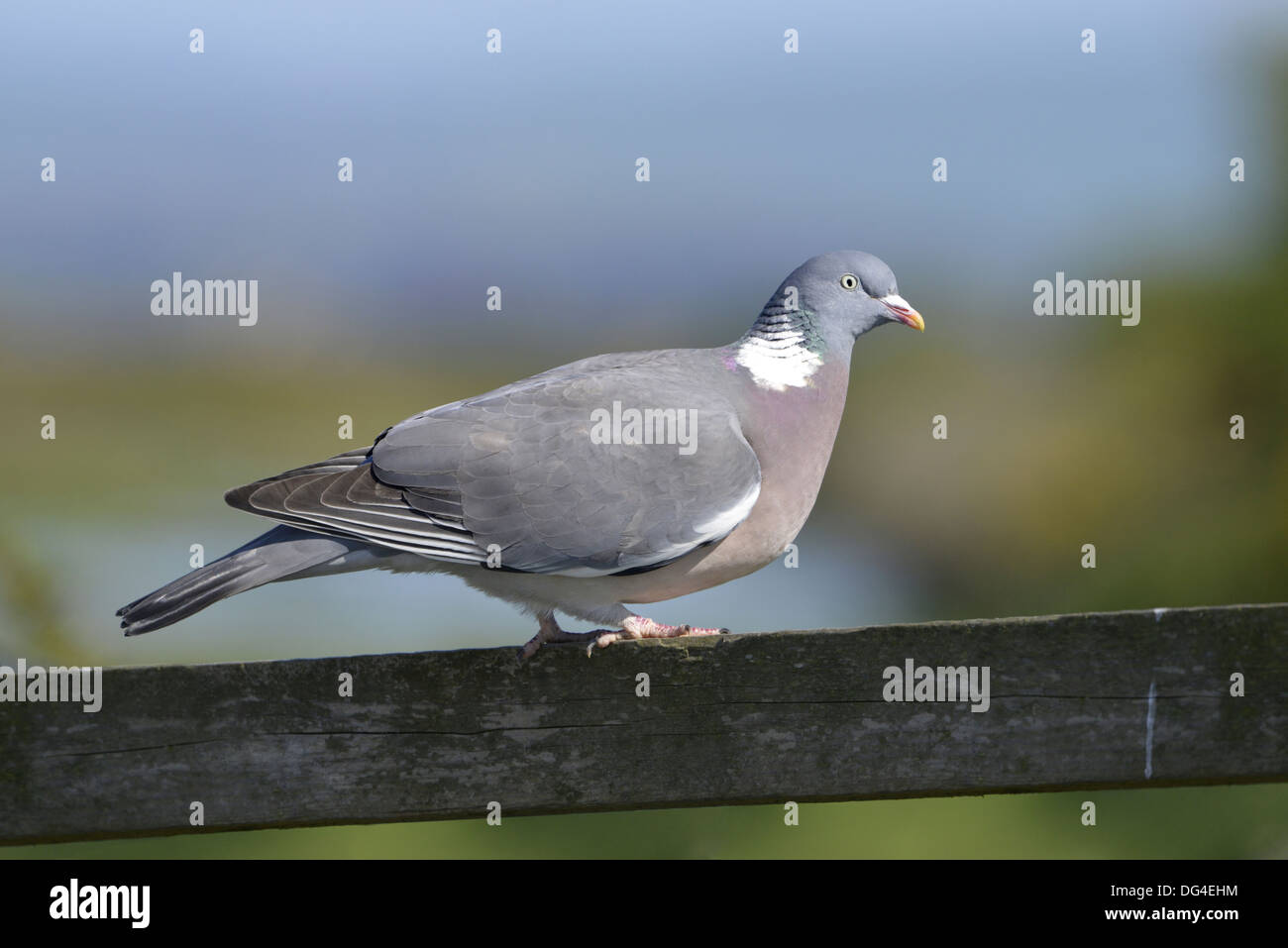 Woodpigeon Columba palumbus Foto Stock