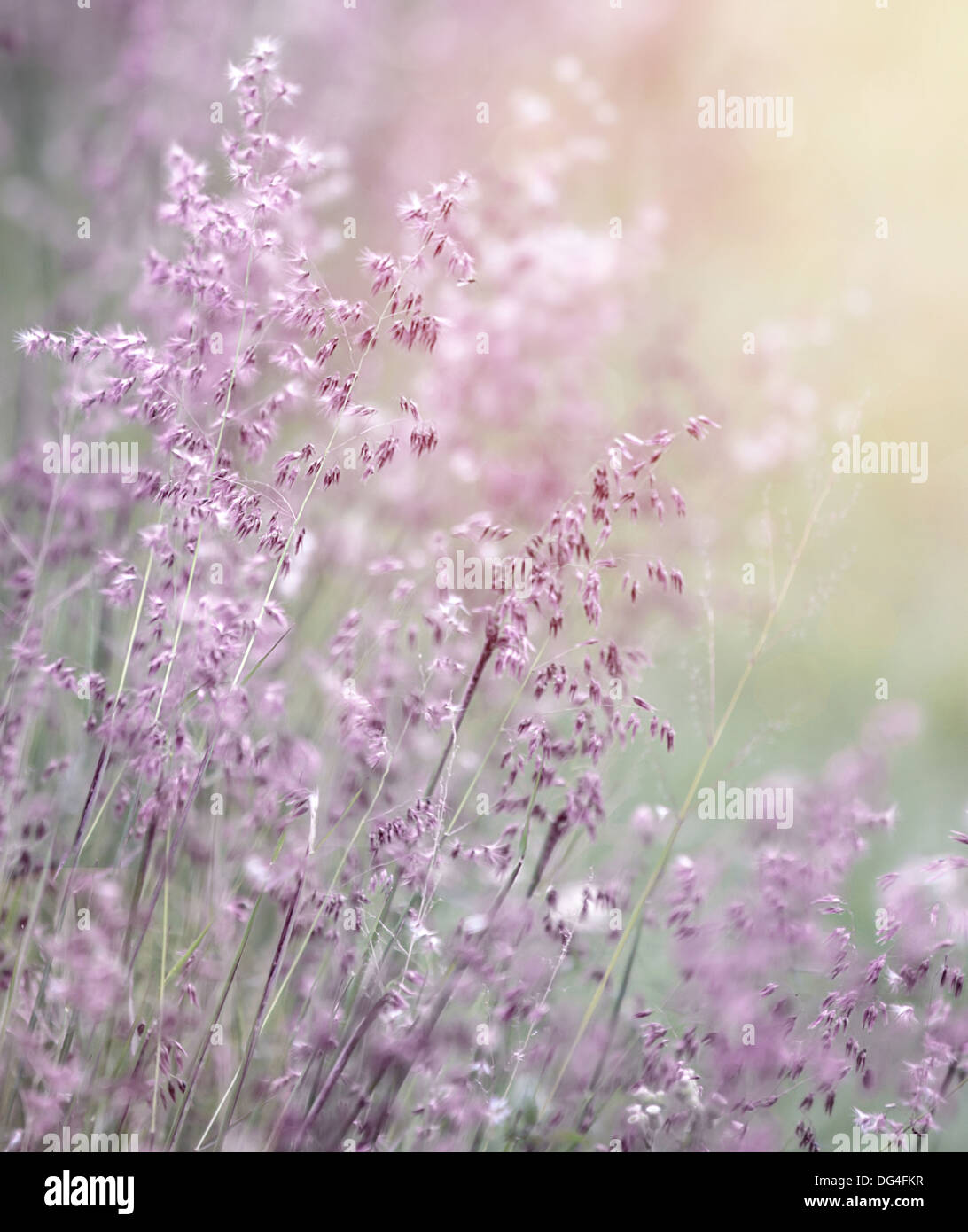 Belli freschi fiori viola campo, abstract sognante sfondo floreale, luce solare, soft focus, stagione primavera Foto Stock