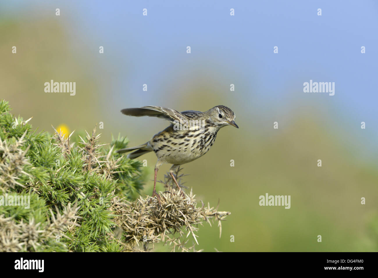 Meadow Pipit Anthus pratensis Foto Stock