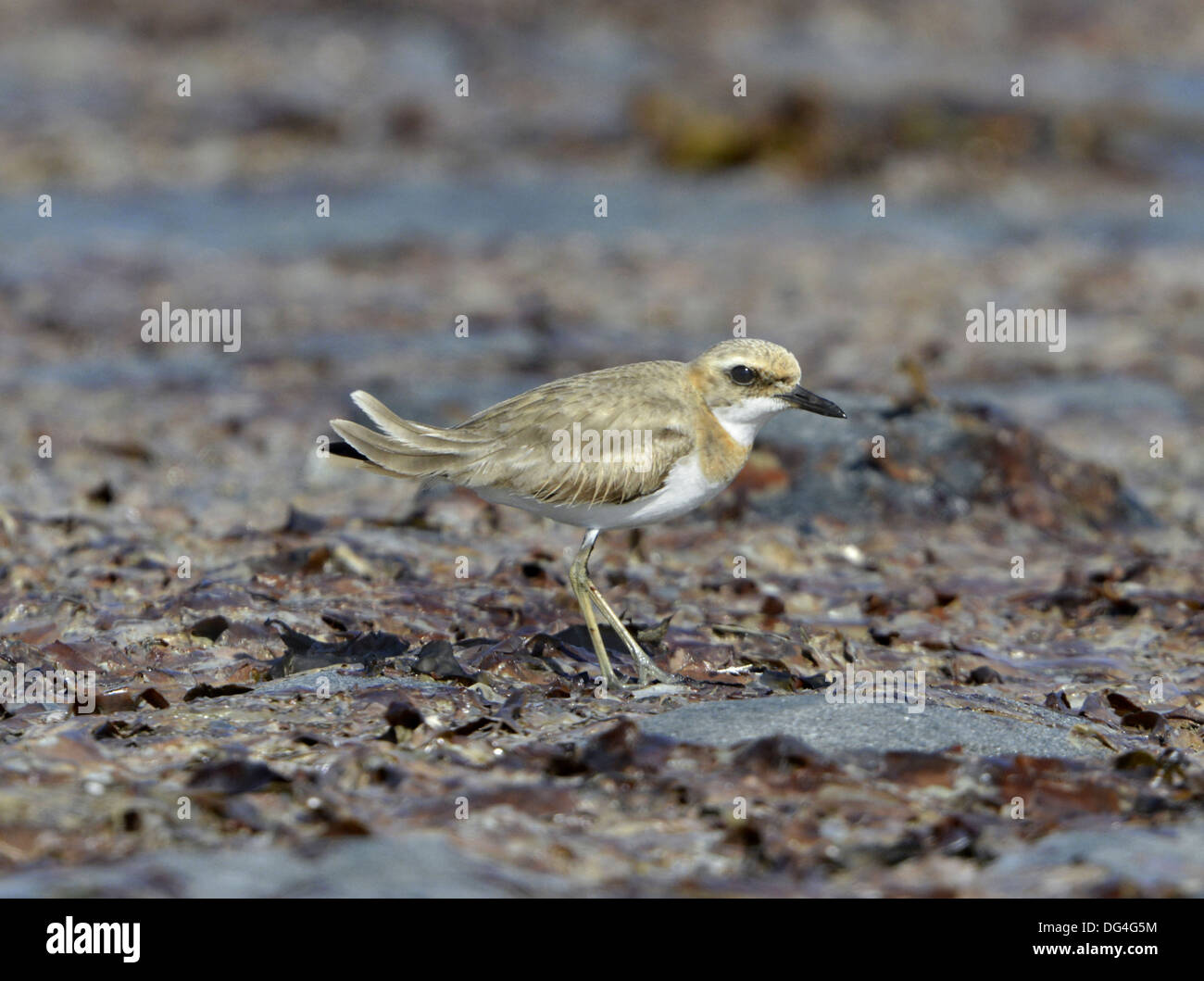 Maggiore Sandplover - Charadrius leschenaultii Foto Stock