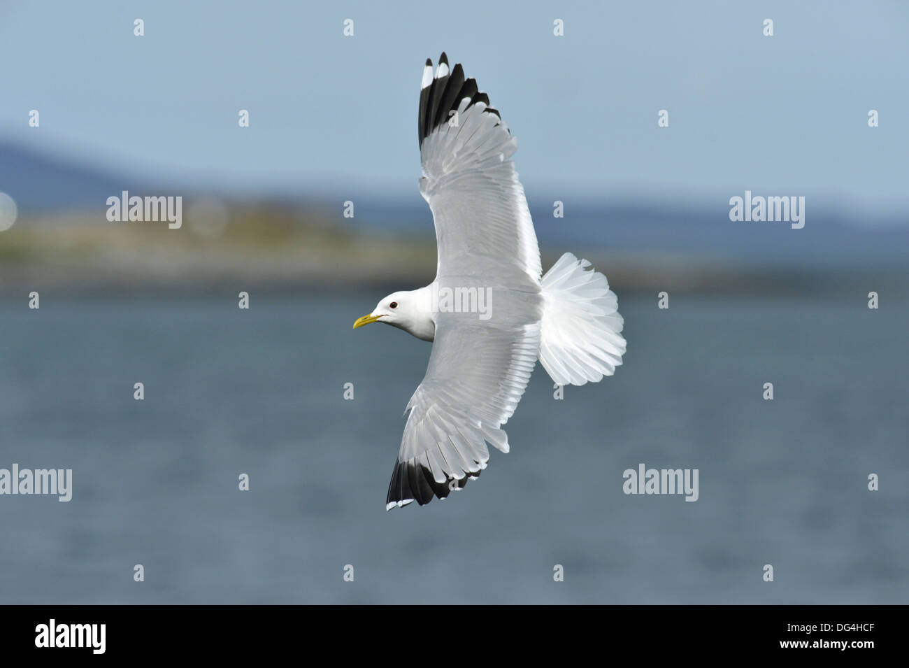 Gabbiano comune Larus canus Foto Stock