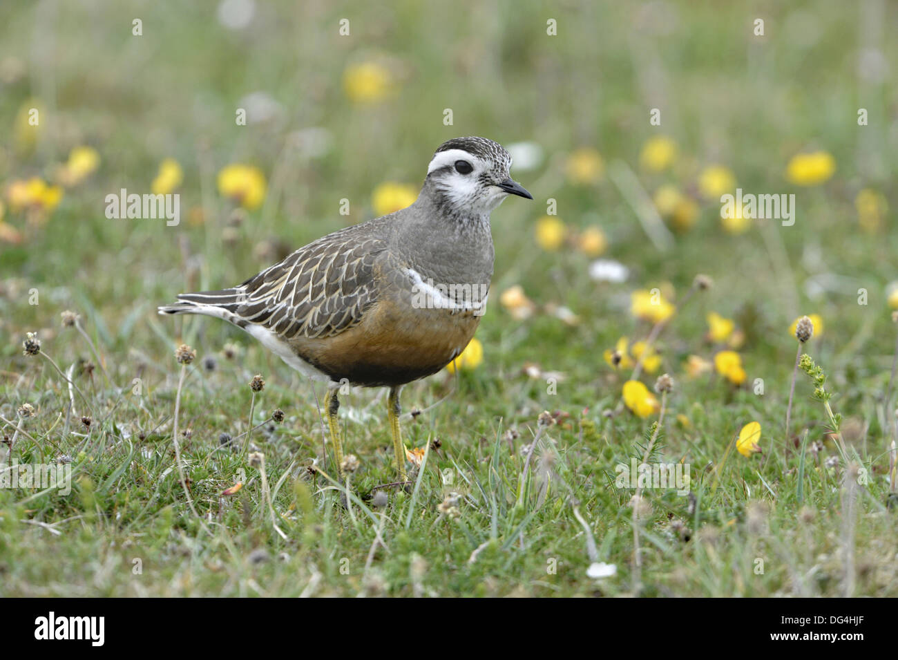 Beccaccia Charadrius morinellus Foto Stock