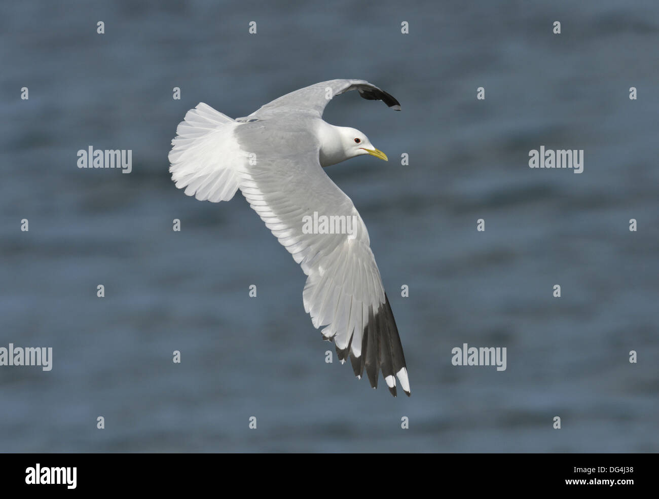 Gabbiano comune Larus canus Foto Stock