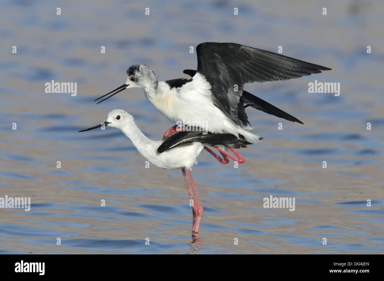 Black-winged Stilt Himantopus himantopus Foto Stock