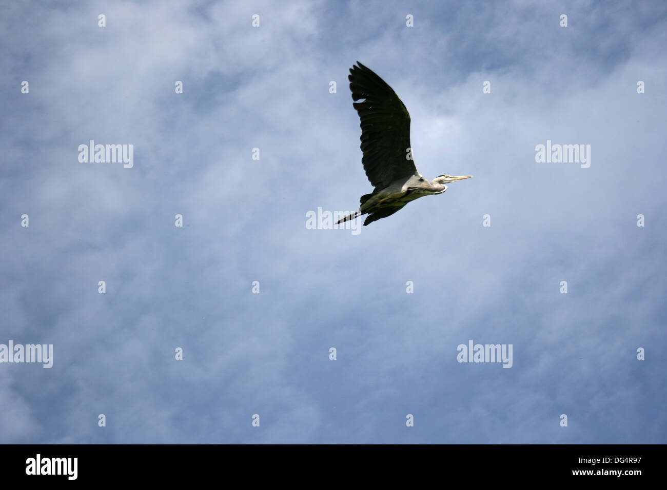 Volo dell'Airone Foto Stock