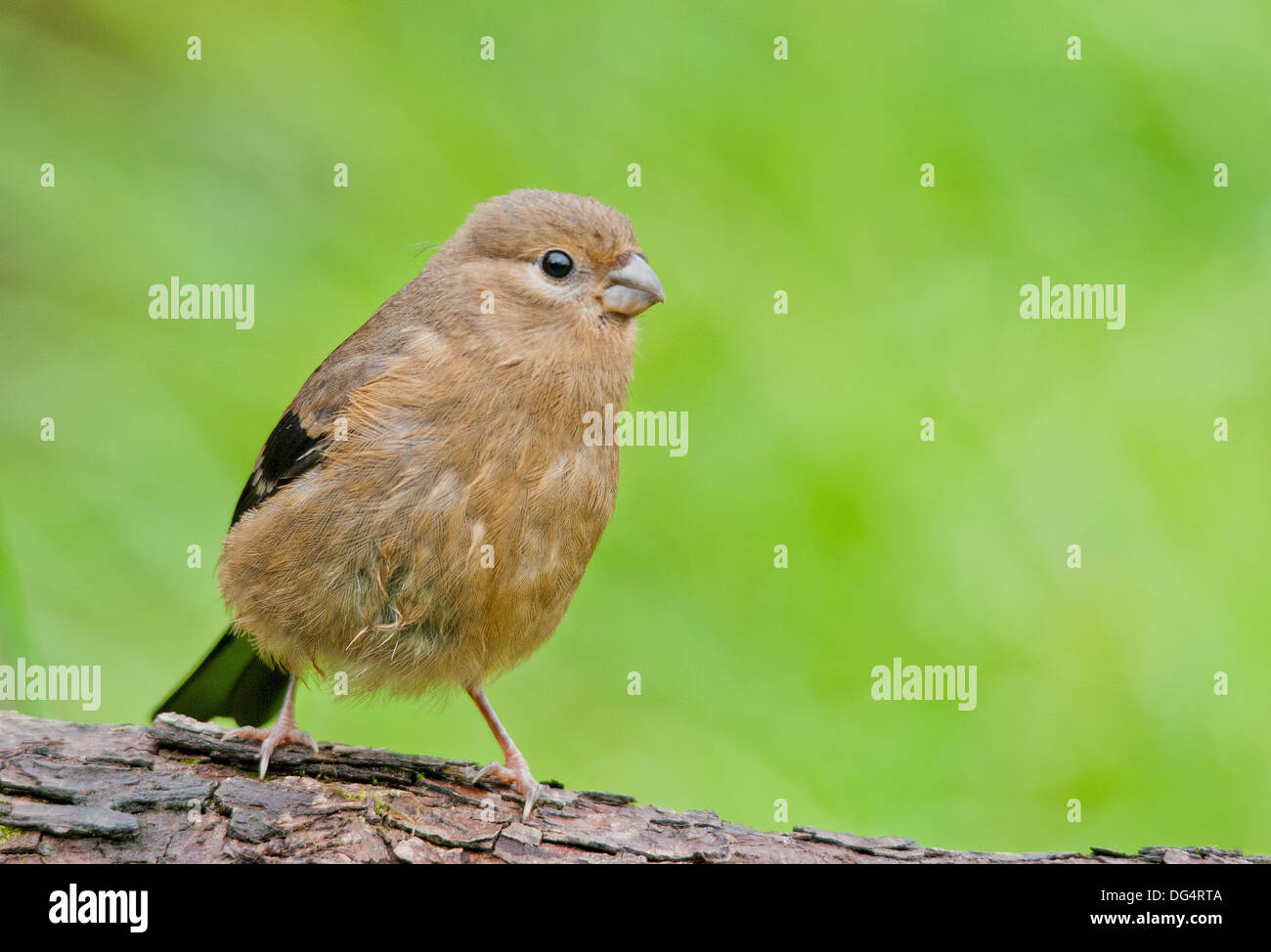 I capretti Bullfinch Foto Stock
