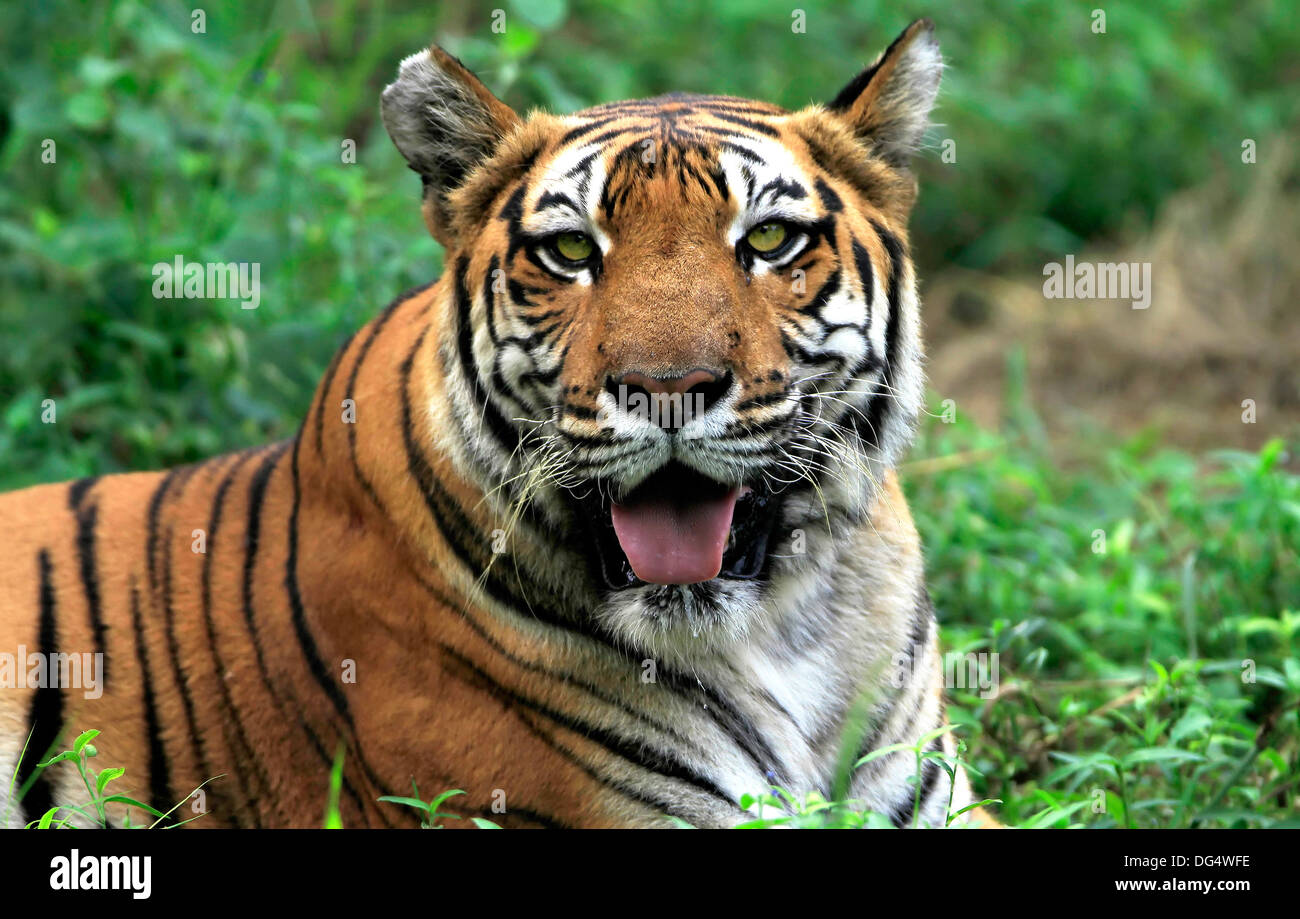 Tigre del Bengala,Tiger,gatto grande,Wildlife,animale selvatico,,animali mammiferi,specie in via di estinzione,Parco nazionale di Ranthambore,l'India Foto Stock