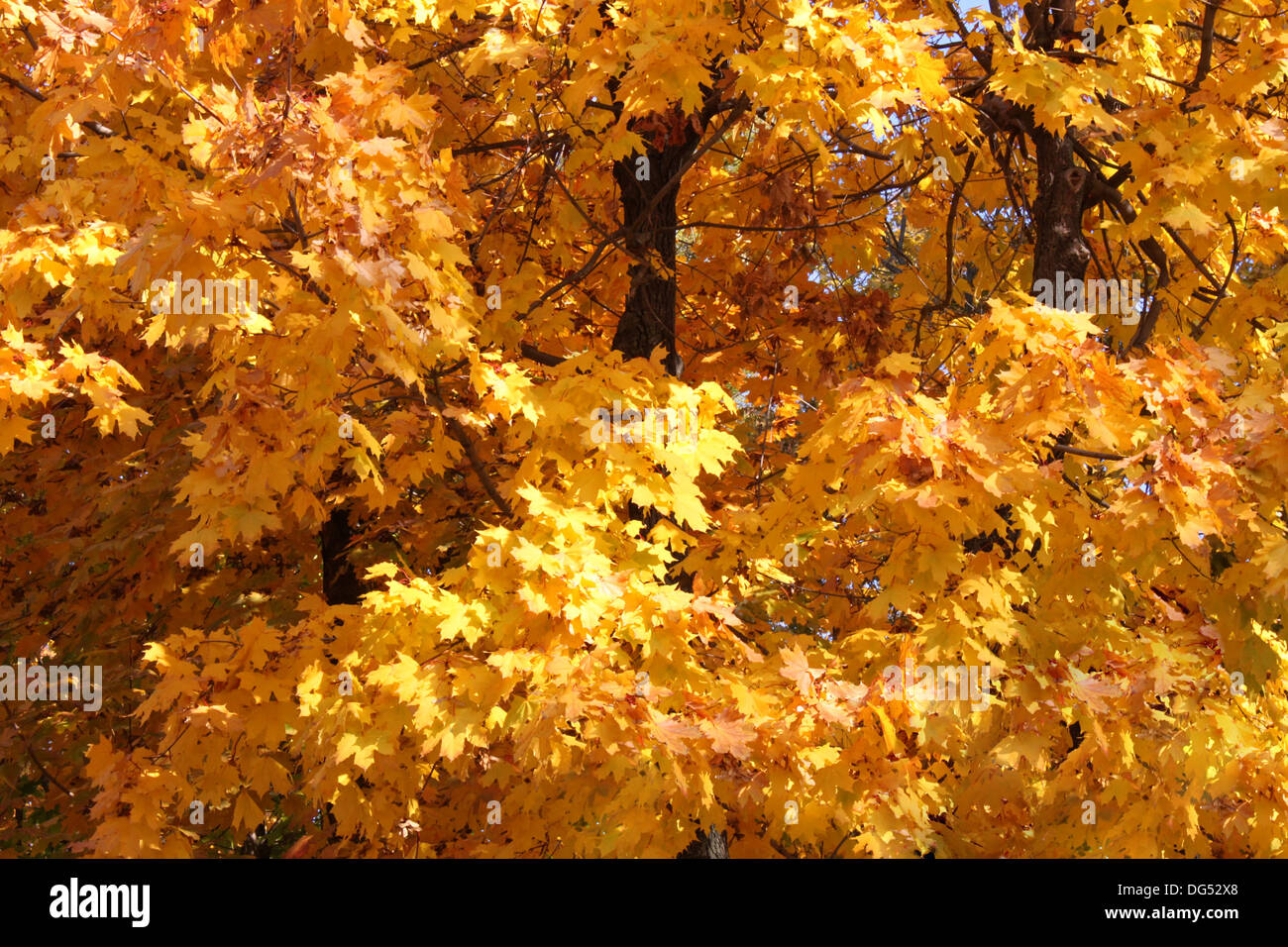 Rami di alberi di acero in autunno Foto Stock