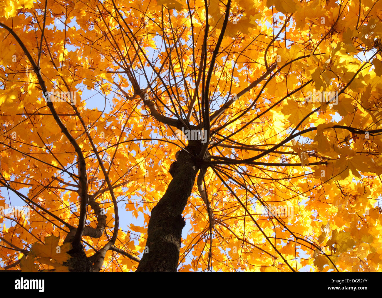 Vista su acero in autunno Foto Stock