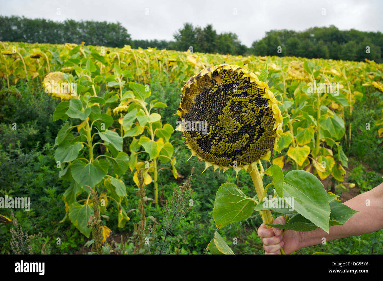 Testa di semi di girasole in crescita in campo, Valle della Loira, Indre et Loire, Francia Foto Stock