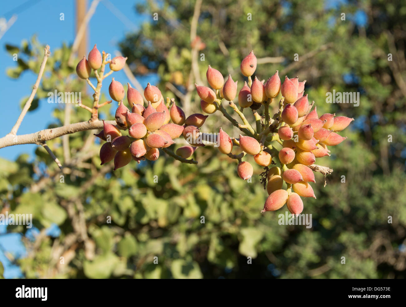 I pistacchi che crescono su un albero di pistacchio (Pistacia vera) Foto Stock