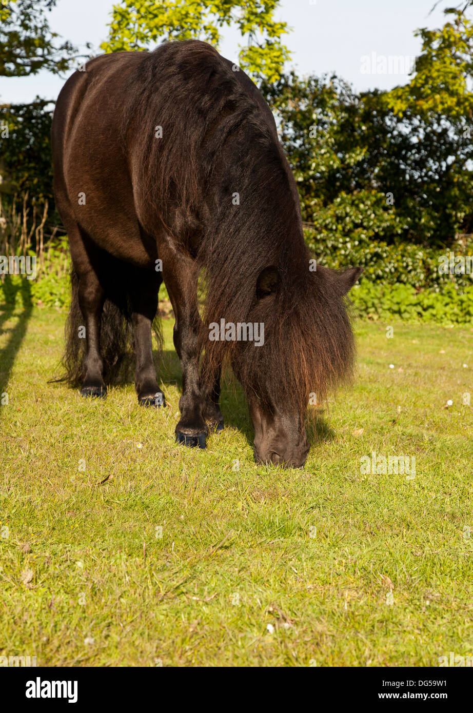 Un pony Shetland pascolare in un campo in estate Foto Stock