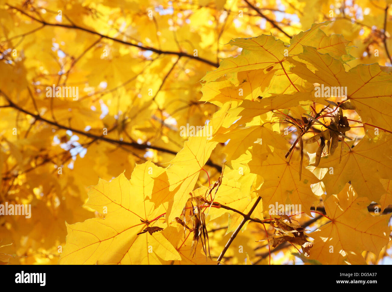 Giallo di foglie di acero in autunno Foto Stock