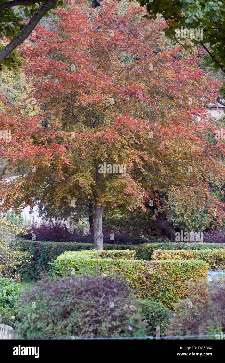 Faggio autunnale in contesti formali Giardini da cottage Iford Wiltshire South West England Regno Unito Foto Stock