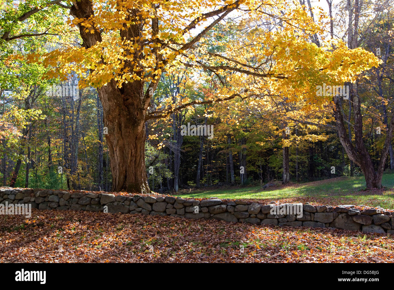 La Nuova Inghilterra autunno boschi e muro di pietra Foto Stock