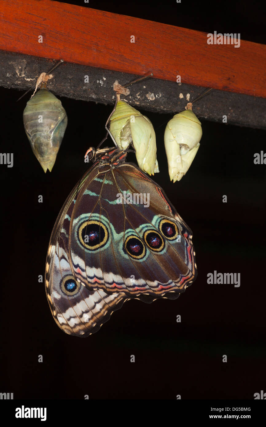 Farfalla Morpho blu (Morpho helenor marinita), recentemente emersa dalla crisalide nel conservatorio delle farfalle Costa Rica, America Centrale Foto Stock