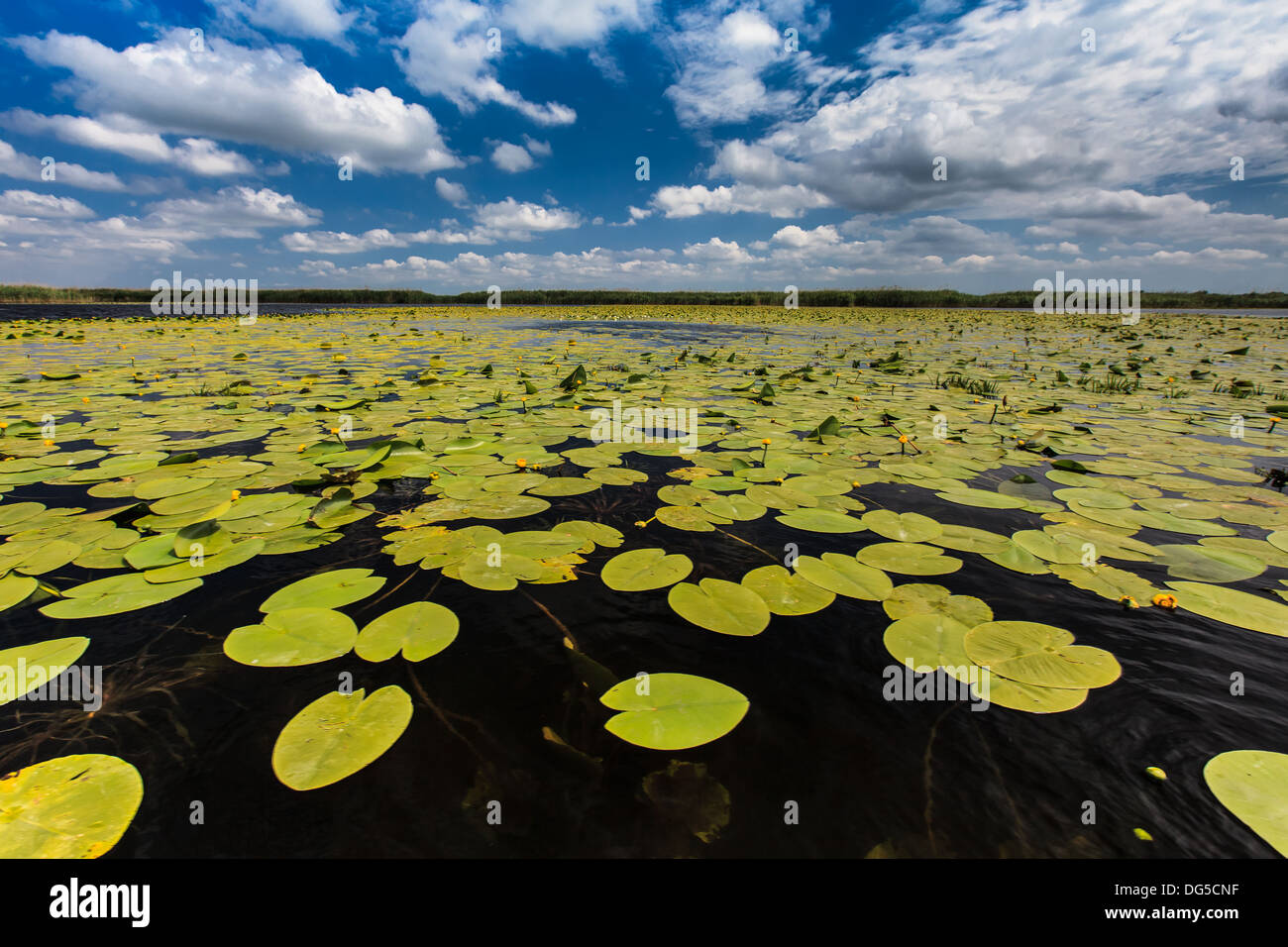 Il Delta del Danubio, Romania Foto Stock