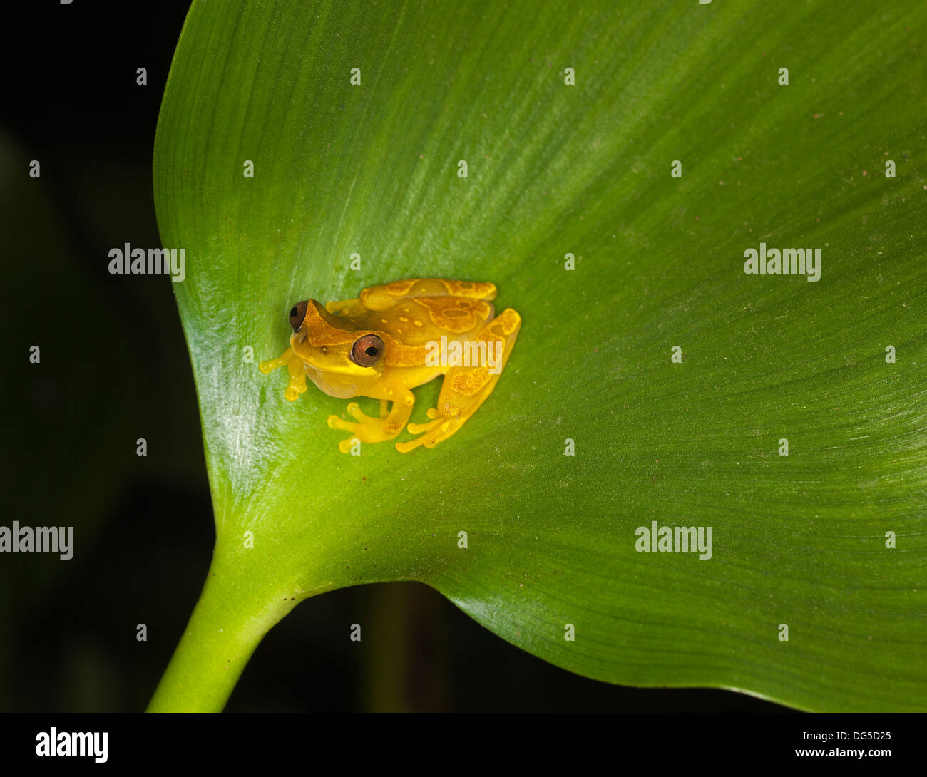 Golden Palm Tree Frog maschio (Dendroposophus ebraccatus) su foglia di notte in Costa Rica. Conosciuto anche come Banana Frog, Foto Stock