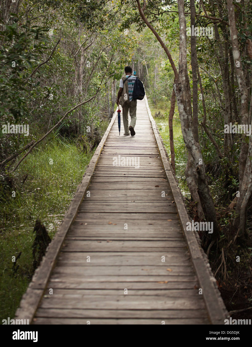 Guida indonesiana a piedi sul lungomare attraverso la foresta tropicale di paludi di torba dal molo a Camp Leakey nel Parco Nazionale di Tanjung Puting, Kalimantan Foto Stock