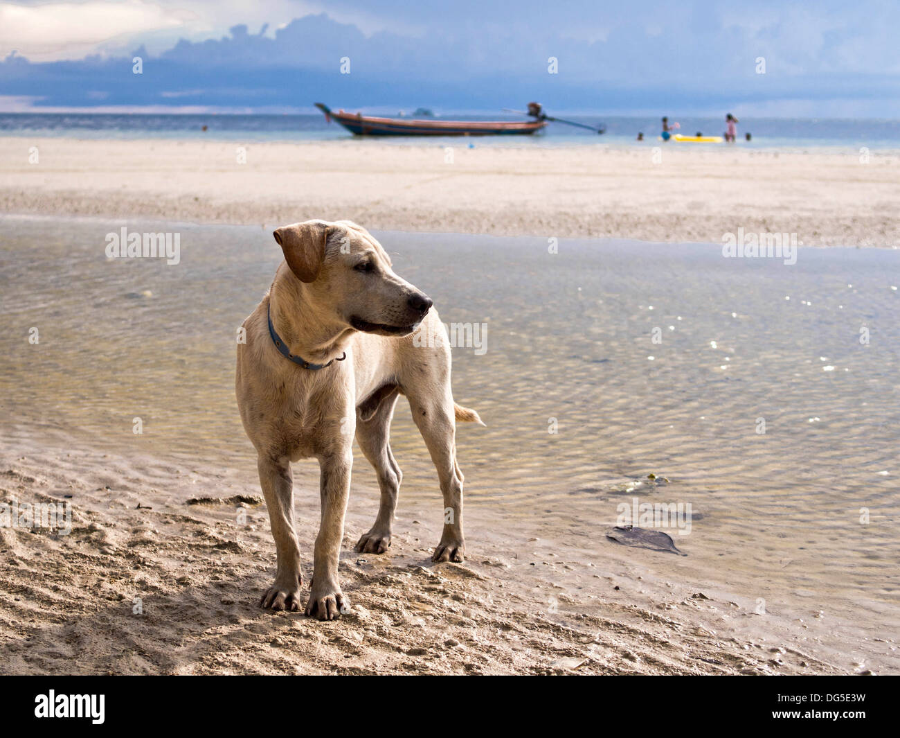 Cani sulla spiaggia di Koh Tao Island, nel sud della Thailandia. Foto Stock