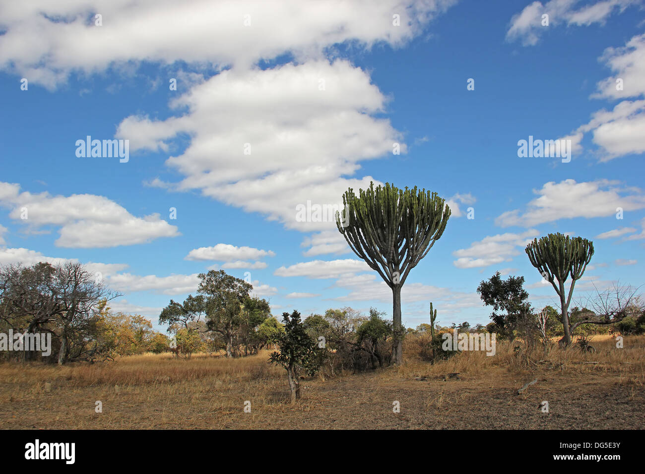 Zambia paesaggio Foto Stock