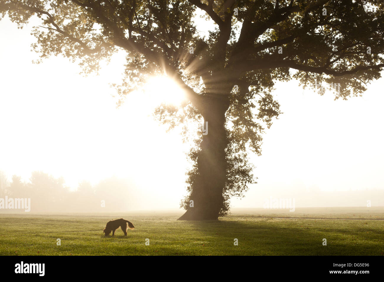 Un cane sniffs circa sotto un albero in un parco a Exeter nel Regno Unito Foto Stock