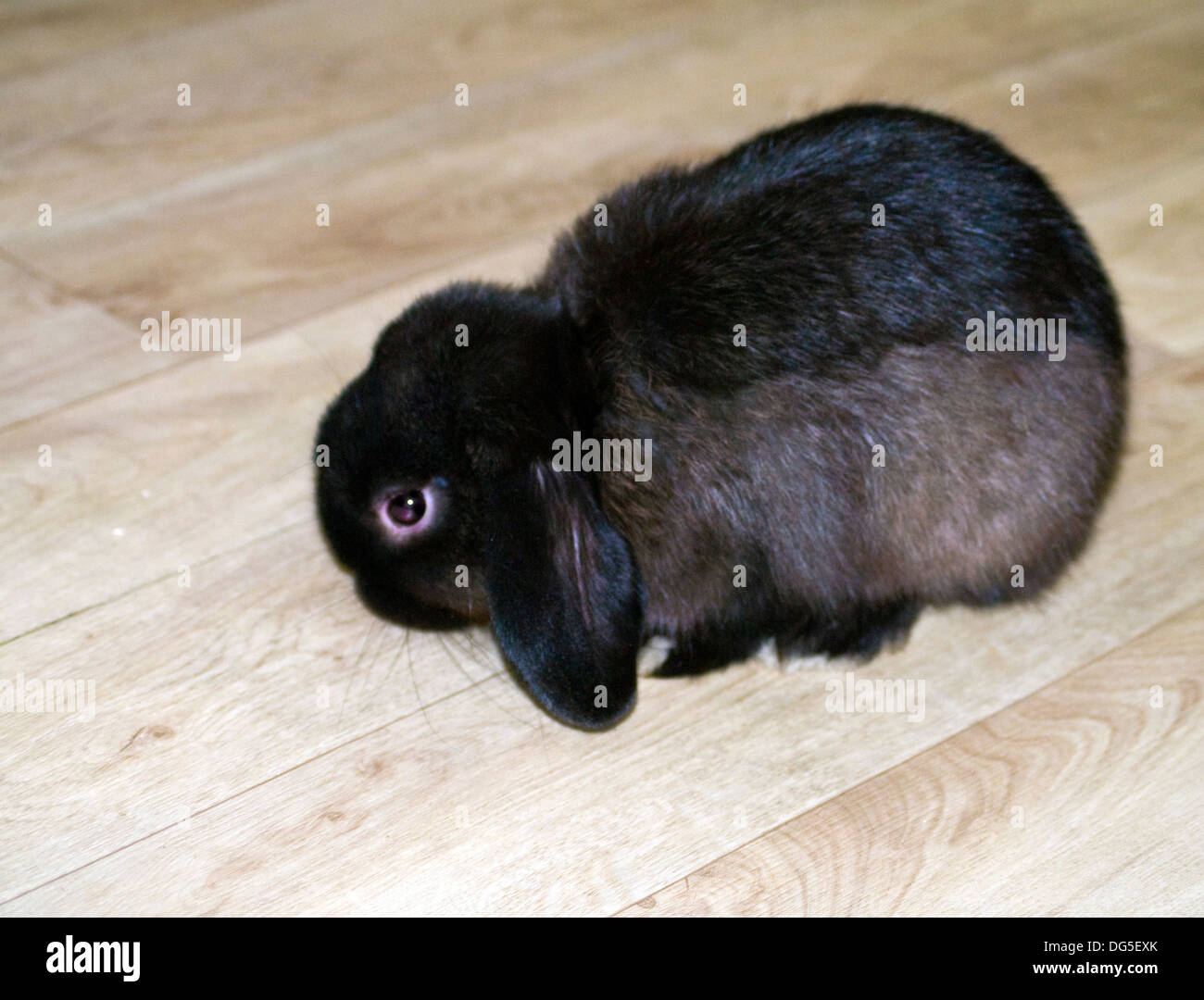 Maschio nero mini lop rabbit Foto Stock