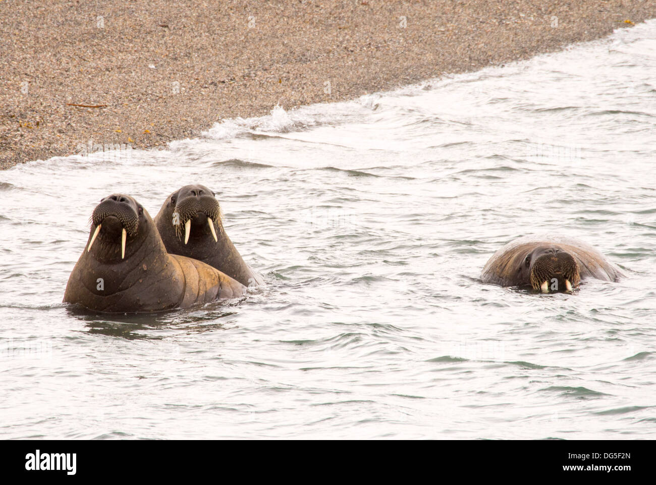 Tricheco (Odobenus rosmarus) off una spiaggia nel nord Svalbard, una volta oggetto di atti di caccia di estinzione vicina sono ora di recupero. Foto Stock