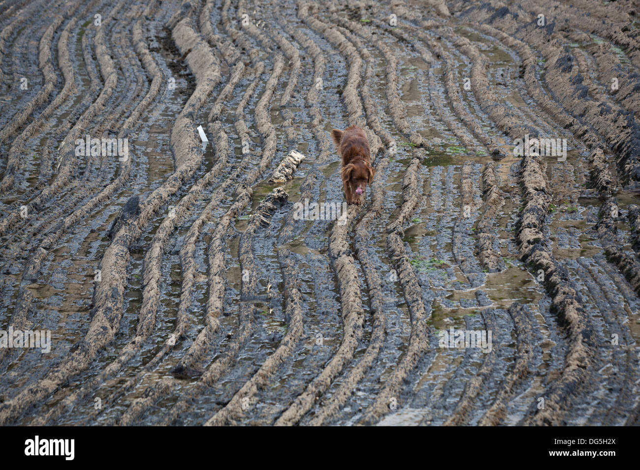 Un cane da compagnia passeggiate lungo i modelli di roccia sulla costa in Portogallo Foto Stock