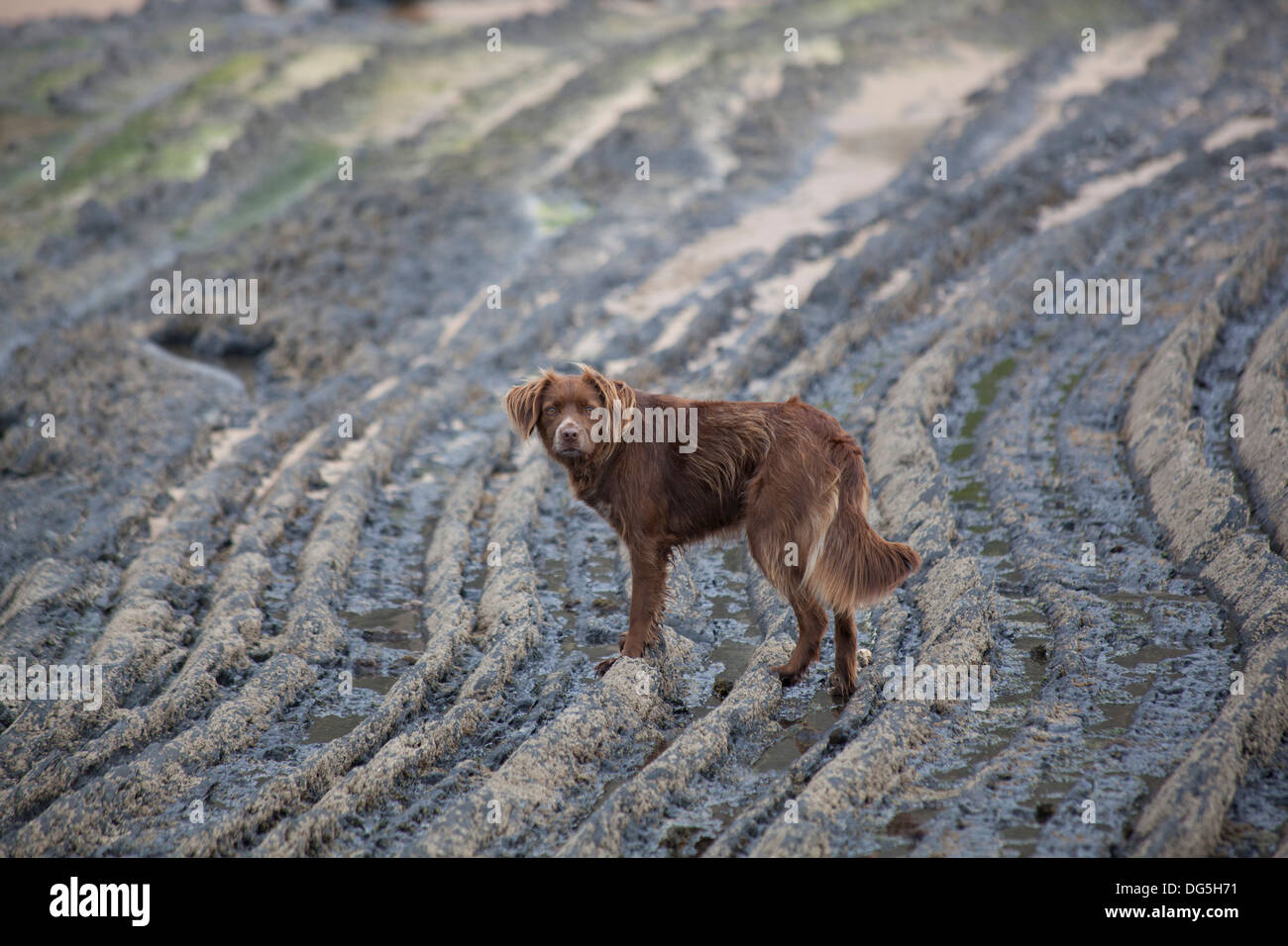 Un cane da compagnia passeggiate lungo i modelli di roccia sulla costa in Portogallo Foto Stock