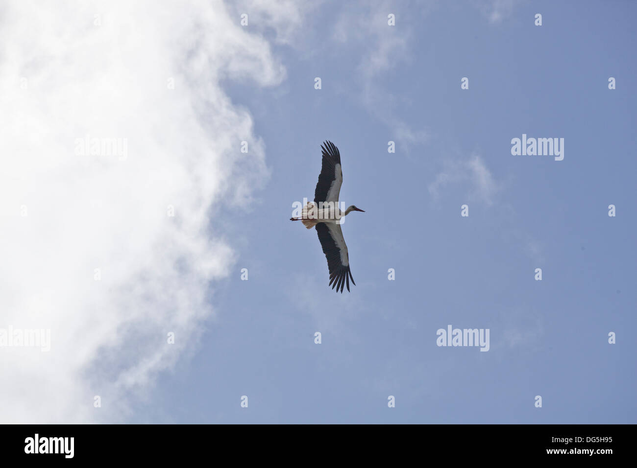 Una cicogna europea vola tettuccio Foto Stock