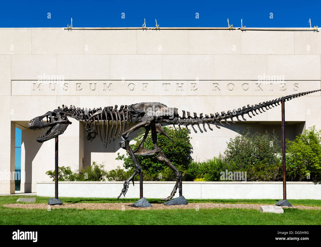T-Rex di fronte al Museo delle Rockies, Bozeman, Montana, USA Foto Stock
