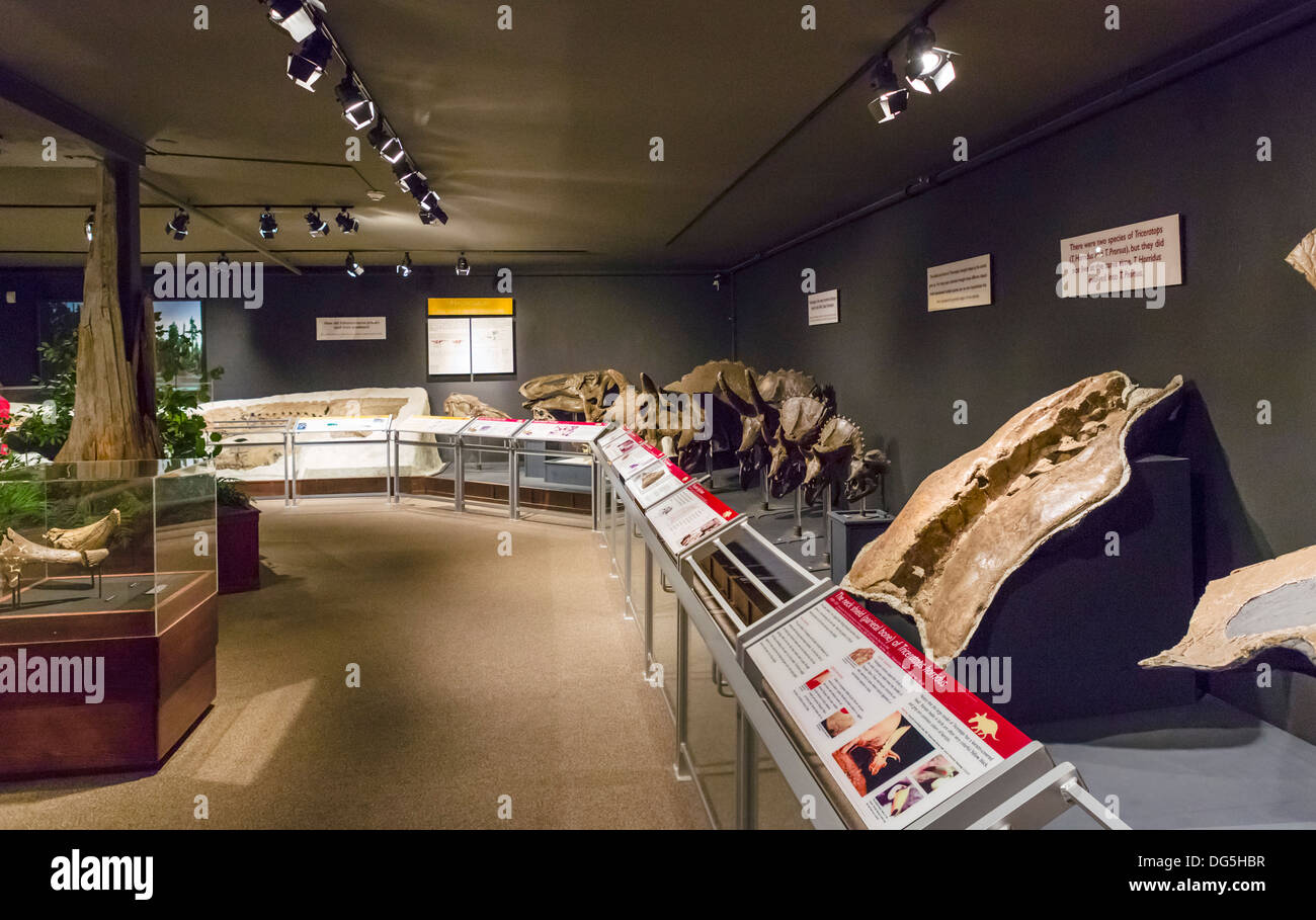 Display di dinosauro nel Museo delle Rockies, Bozeman, Montana, USA Foto Stock