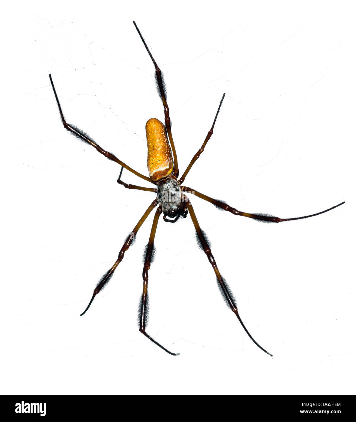 Femmina di seta dorata orb-weaver / Banana Spider ( Nephila clavipes ), Central Florida, Stati Uniti d'America Foto Stock