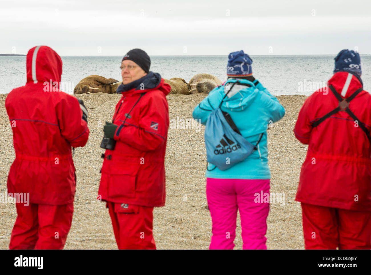 Tricheco (Odobenus rosmarus) su una spiaggia del nord Isole Svalbard, una volta oggetto di atti di caccia di estinzione vicina adesso stanno recuperando, Foto Stock