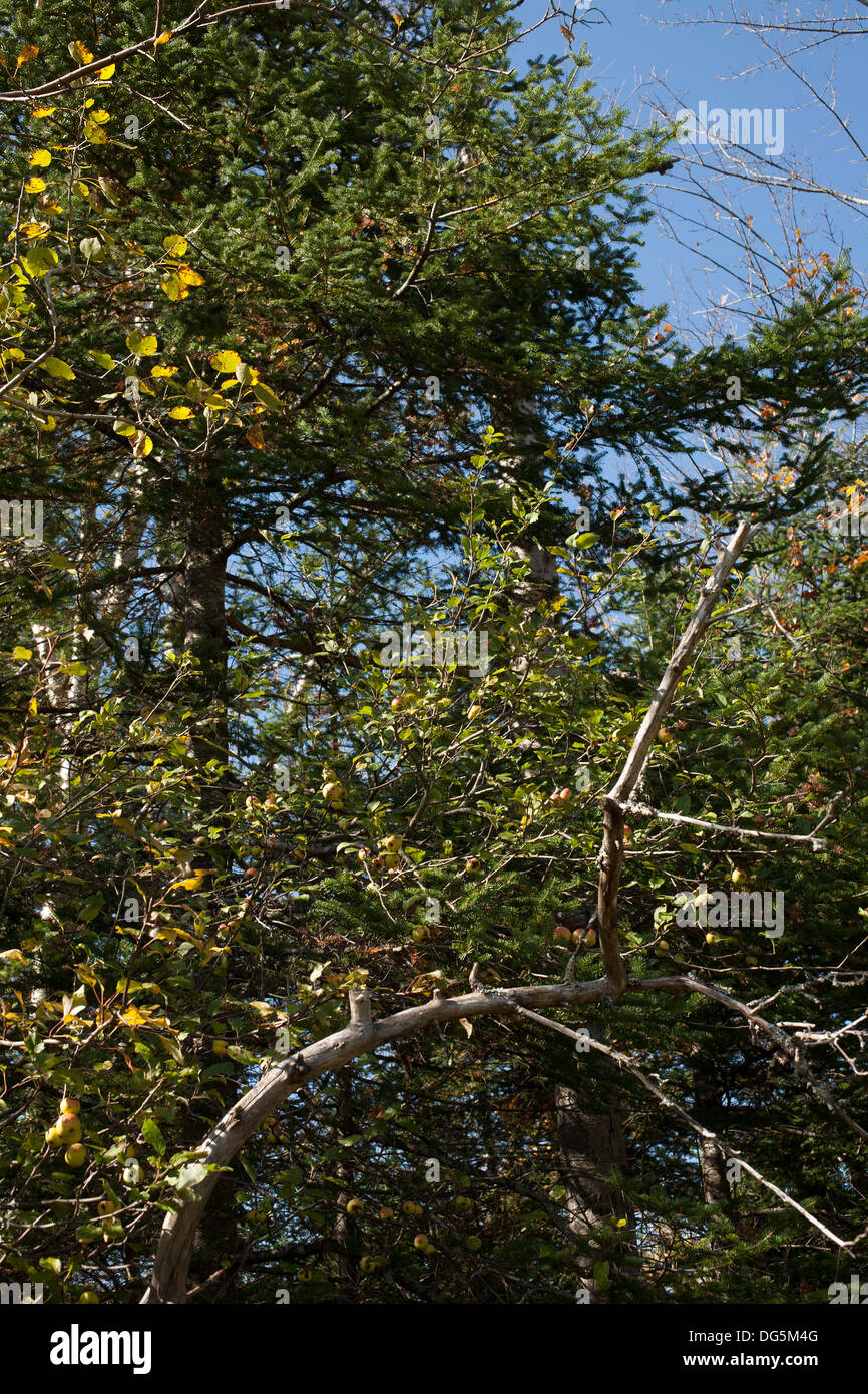 Il vecchio albero di mele dal frutteto abbandonato a Notchview, proprietà del Massachusetts fiduciari della prenotazione in Windsor, MA. Foto Stock