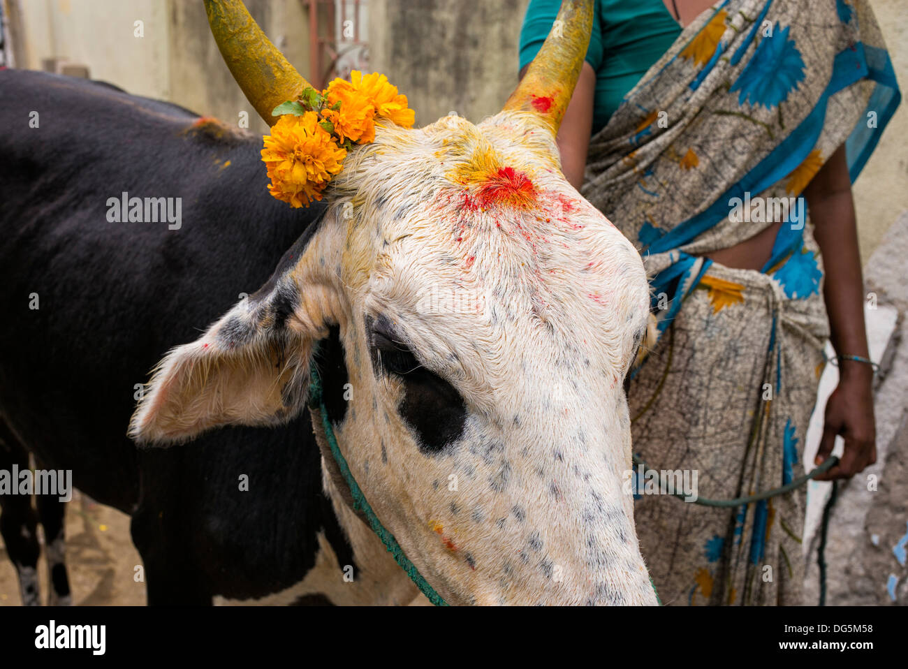 Vacca indiana adornata in kum kum e la curcuma in polvere durante il periodo del festival in un territorio rurale villaggio indiano. Andhra Pradesh, India Foto Stock
