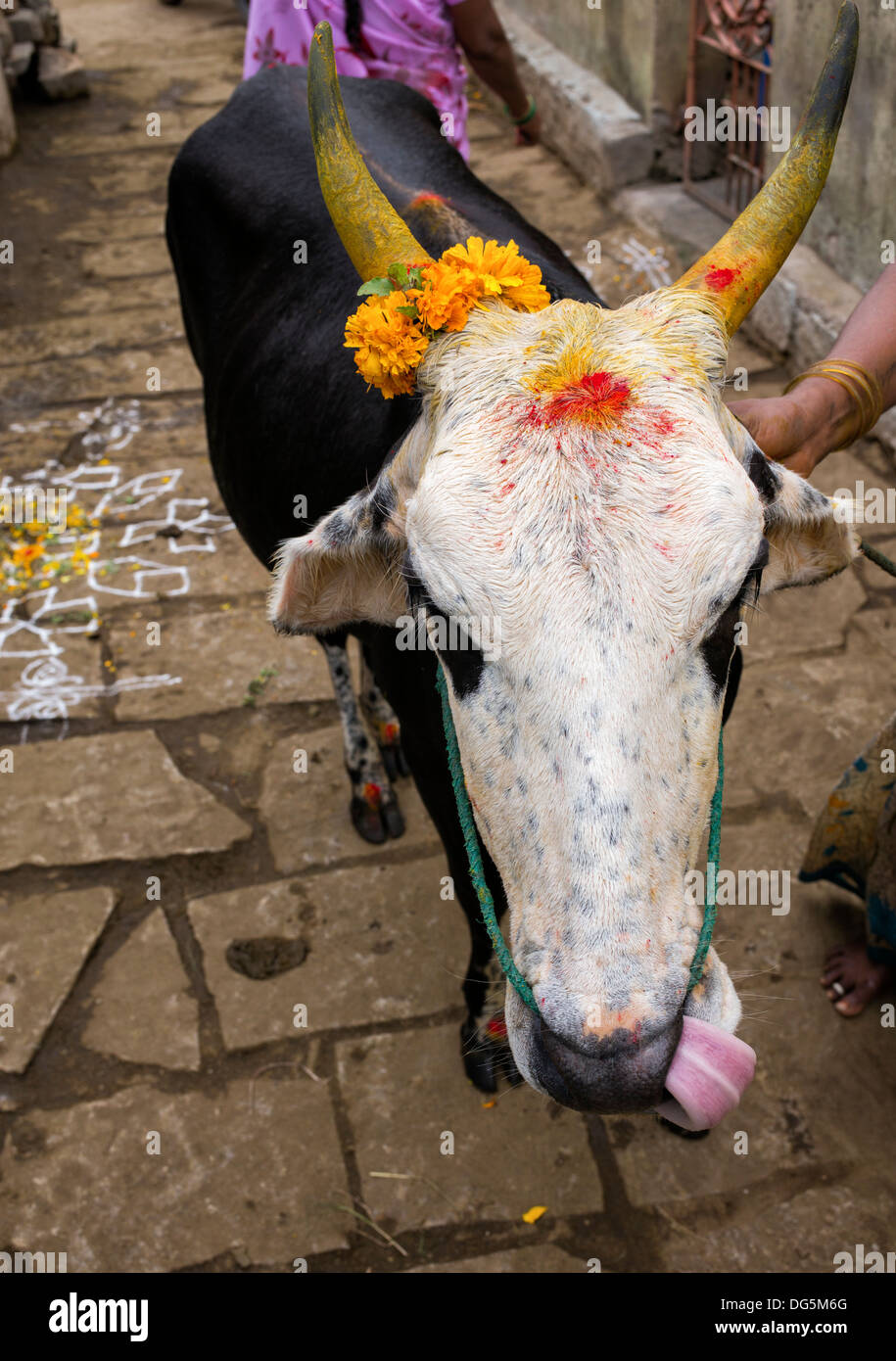 Vacca indiana adornata in kum kum e la curcuma in polvere durante il periodo del festival in un territorio rurale villaggio indiano. Andhra Pradesh, India Foto Stock
