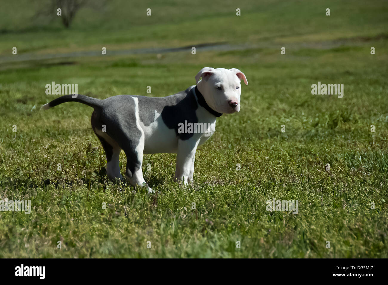 Un cucciolo di pitbull in piedi in un campo aperto. Foto Stock