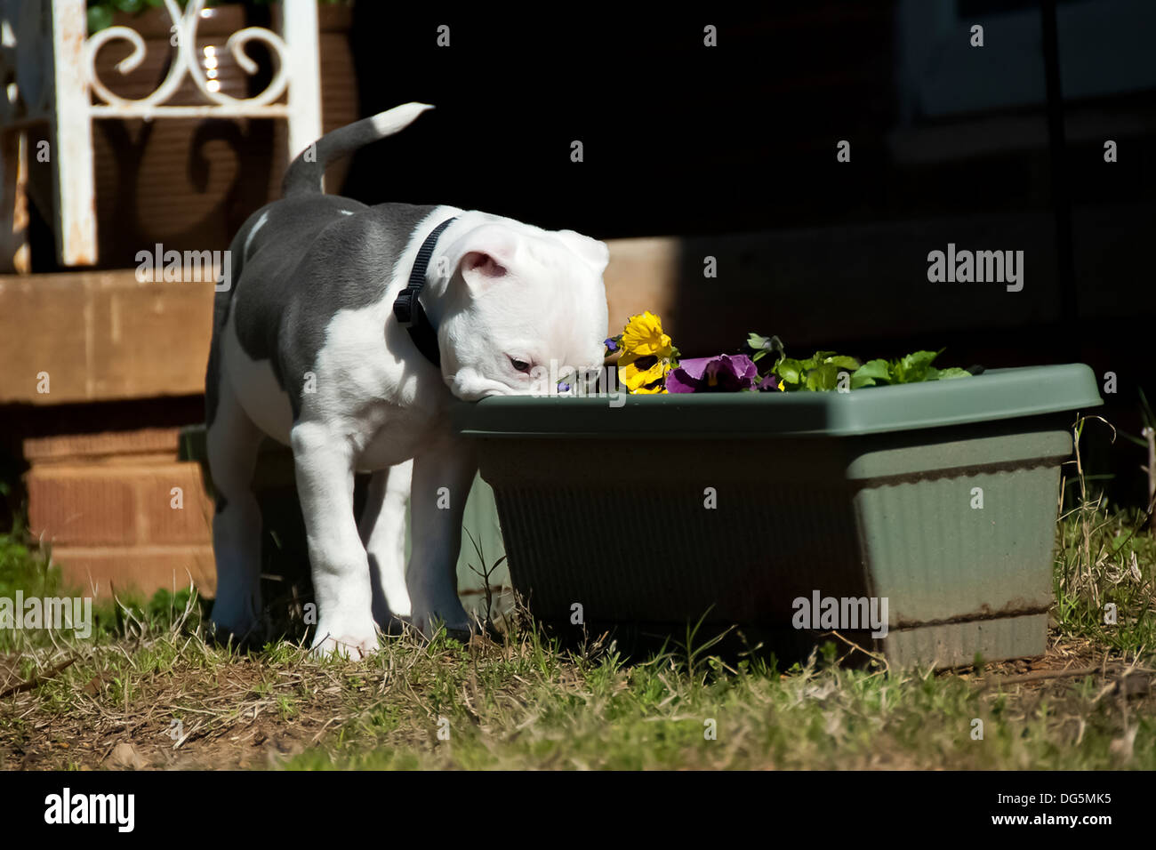 Questo pitbull cucciolo cerca i fiori per il divertimento Foto Stock