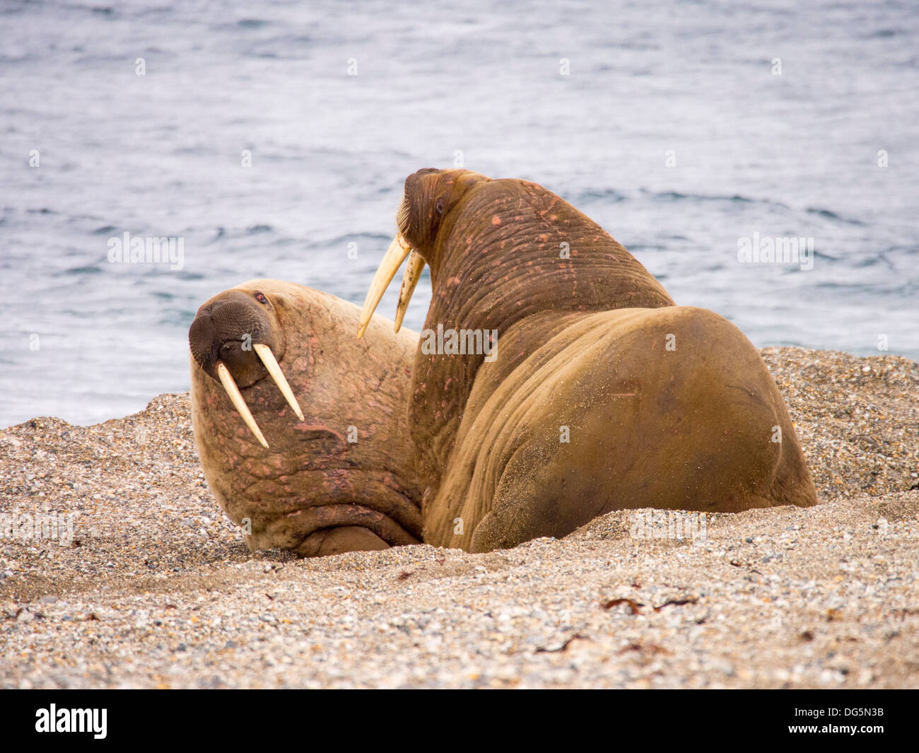 Tricheco (Odobenus rosmarus) off una spiaggia nel nord Svalbard, una volta oggetto di atti di caccia di estinzione vicina sono ora recuperare Foto Stock