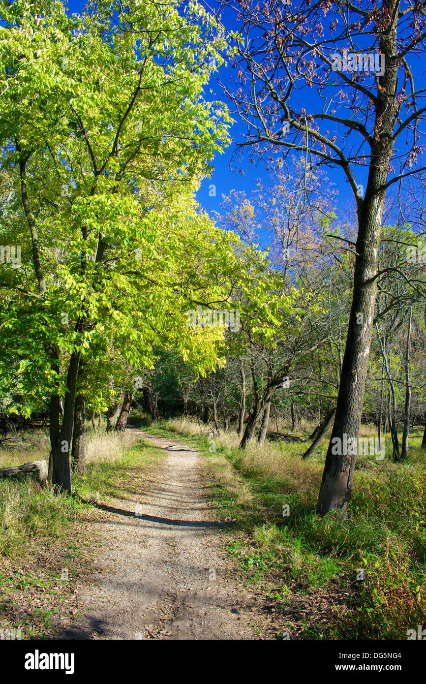 Percorso attraverso boschi aperti in autunno. La Thatcher boschi Forest Preserve, Cook County Illinois Foto Stock